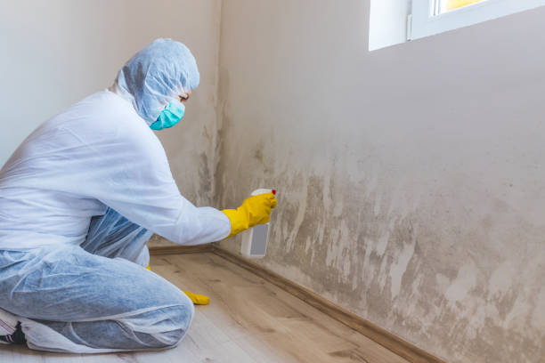 Licensed Mold Inspection service in North Miami Beach, FL - WQB Mold Removal